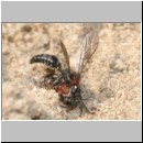 Smicromyrme rufipes - Rotbeinige Spinnenameise 01 5-9mm Paarung.jpg